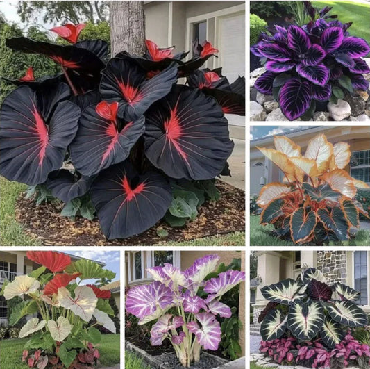Rare Heirloom Giant Black Red Hosta Seeds